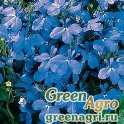 Лобелия ежевидная Lobelia erinus RIVIERA BLUE SKY Raw 25