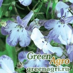 Лобелия ежевидная Lobelia erinus RIVIERA BLUE SPLASH Raw 25