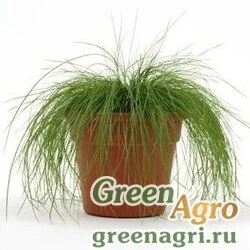 Луговик (Щучка) продолговатый (Deschampsia elongata) "Zephyr" (green) multi-pelleted 1000 шт.
