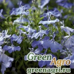 Лобелия ежевидная Lobelia erinus Palace Sky Blue Raw 10000