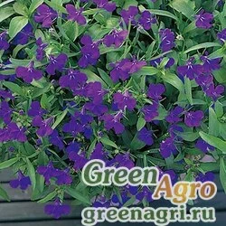 Лобелия ежевидная Lobelia erinus Aqua Blue Raw 5