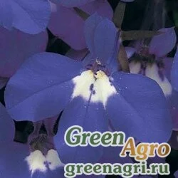 Лобелия ежевидная Lobelia erinus RIVIERA BLUE EYES Raw 25