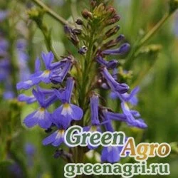 Семена Лобелия сильная (Lobelia valida) "Delft" (blue) pelleted 1000 шт.
