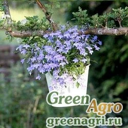 Лобелия ежевидная Lobelia erinus CAMBRIDGE BLUE Raw 50