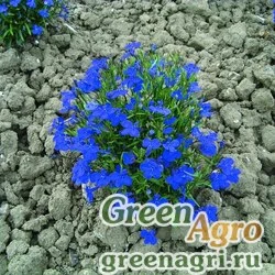 Лобелия ежевидная Lobelia erinus COBALT BLUE Raw 25