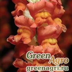 Семена Львиный зев (Антирринум) большой (Antirrhinum majus) "Cool F1" (orange bicolour) raw 1000 шт.