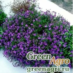 Лобелия ежевидная Lobelia erinus RAPID BLUE Multi-pelleted 5000