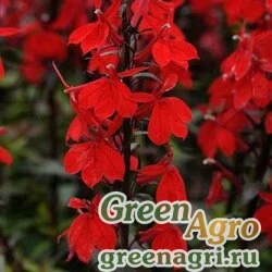 Семена Лобелия прекрасная (Lobelia speciosa) "Starship F1" (scarlet) pelleted 500 шт.