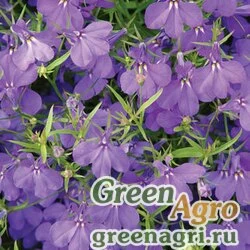 Лобелия ежевидная Lobelia erinus CRYSTAL PALACE BLUE Raw 50