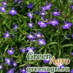 Лобелия ежевидная Lobelia erinus MRS CLIBRAN Blue eyes Raw 25