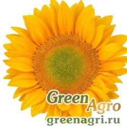Семена Подсолнечник Винсент Фреш(Vincent®s Fresh) 100 шт
