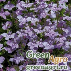 Лобелия ежевидная Lobelia erinus Palace Lilac Raw 10000