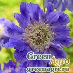 Семена Скабиоза кавказская (Scabiosa caucasica) "Fama" (deep blue) raw 250 шт.