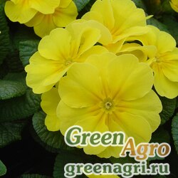 Семена Примула бесстебельная (Primula acaulis) "Accord S1" (lemon shades) raw 0.2 гр.