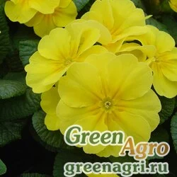 Семена Примула бесстебельная (Primula acaulis) "Accord S1" (lemon shades) raw 0.2 гр.