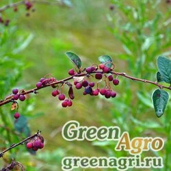 Семена Кизильник черноплодный (Cotoneaster melanocarpus) 35 г