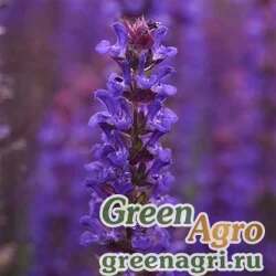 Семена Шалфей дубравный (Salvia nemorosa) "Salvatore" (blue) coated 500 шт.