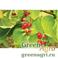Семена Жимолость пузырчатая (Lonicera vesicaria) 3 гр.