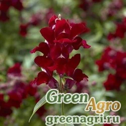 Семена Львиный зев (Антирринум) большой (Antirrhinum majus) "Snaptini F1" (red) raw 1000 шт.