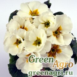 Семена Примула бесстебельная (Primula acaulis) "Accord S1" (white) raw 0.2 гр.