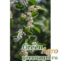 Семена Кизильник многоцветковый (Cotoneaster multiflorus) 35 г