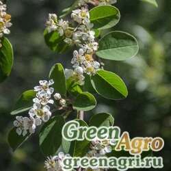 Семена Кизильник многоцветковый (Cotoneaster multiflorus) 35 г