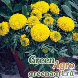 Семена Бархатцы прямостоячие (Tagetes erecta) "Antigua f1" (Gold) coated 100 шт.