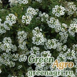 Семена Алиссум морской компактный (Lobularia maritima) "Clear crystal" (white) coated 1000 шт.
