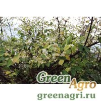 Семена Жимолость душистейшая (Lonicera fragantissima) 15 гр.
