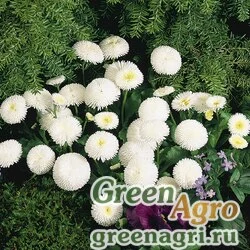 Семена Маргаритка многолетняя (Bellis perennis) "Tasso" (white) raw 250 шт.