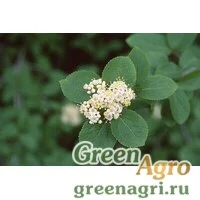 Семена Калина буреинская (Viburnum burejaticum) 30 г