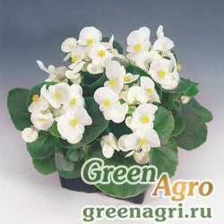 Семена Бегония вечноцветущая (зеленая листва) (Begonia semperflorens) "Bada Bing F1" (white) raw 5000 шт.