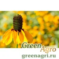 Семена Рудбекия всеобъемлющая (Rudbeckia amplexicaulis) 30 гр.