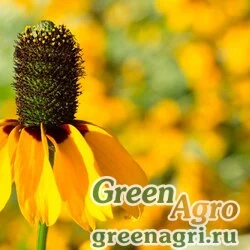 Семена Рудбекия всеобъемлющая (Rudbeckia amplexicaulis) 30 гр.