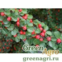 Семена Кизильник горизонтальный (Cotoneaster horizontalis) 40 гр.