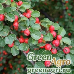 Семена Кизильник горизонтальный (Cotoneaster horizontalis) 40 гр.