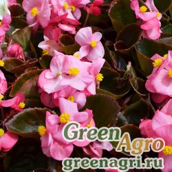 Семена Бегония вечноцветущая (бронзовая листва) (Begonia semperflorens) "Cocktail — Gin F1" (pink) raw 250 шт.