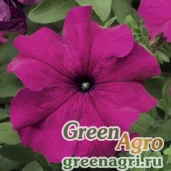 Семена Петуния крупноцветковая (Petunia grandiflora) "Tritunia F1" (purple) pelleted 1000 шт.
