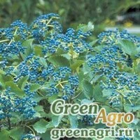 Семена Калина зубчатая (Viburnum dentatum) 50 гр.