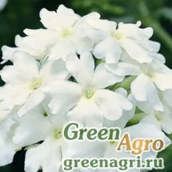 Семена Вербена гибридная (Verbena hybrida) "Obsession Cascade F1" (white) raw 1000 шт.