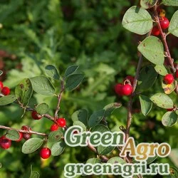 Семена Кизильник цельнокрайний (Cotoneaster integerrimus) 20 гр.
