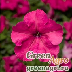 Семена Петуния крупноцветковая (Petunia grandiflora) "Tritunia F1" (pink) raw 1000 шт.