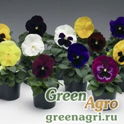 Семена Виола Виттрока (Viola wittrockiana) "Colossus F1" (all colours mix) prenova 1000 шт.