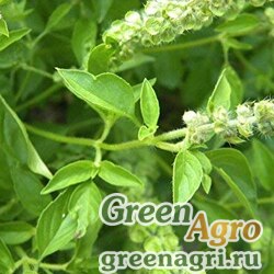 Семена Базилик благородный (Ocimum basilicum) "Sweet Dani Lemon" (green) raw 1000 шт.