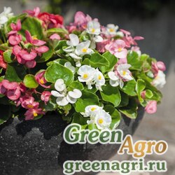 Семена Бегония вечноцветущая (зеленая листва) (Begonia semperflorens) "Sprint Plus F1" (maxi mix) pelleted 1000 шт.