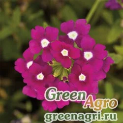 Семена Вербена гибридная (Verbena hybrida) "Obsession Cascade F1" (purple shades with eye) raw 1000 шт.