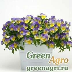 Семена Виола Виттрока ампельная (Viola wittrockiana) "Cool Wave F1" (lemon) primed 100 шт.