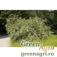Семена Жимолость Маака (Lonicera maackii) 25 гр.