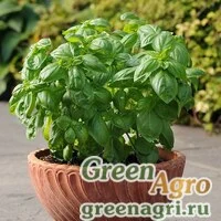 Семена Базилик благородный (Ocimum basilicum) "Dolce Fresca" raw 1000 шт.