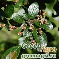 Семена Кизильник блестящий (Cotoneaster lucidus)  20 г